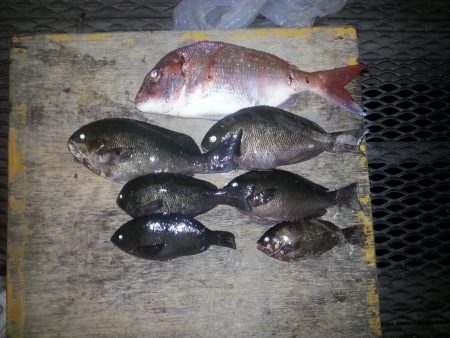 カゴ釣り＆フカセ釣り