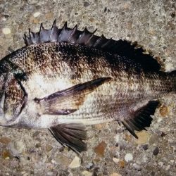 泉大津でチヌ！