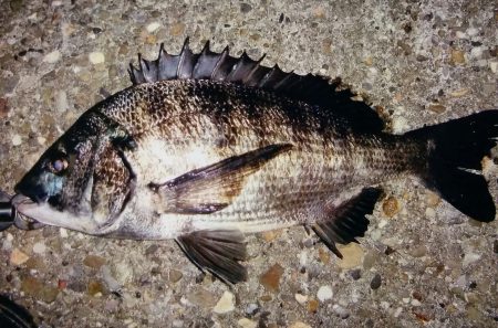 泉大津でチヌ！