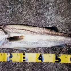 シーバスゲット！