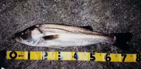 シーバスゲット！