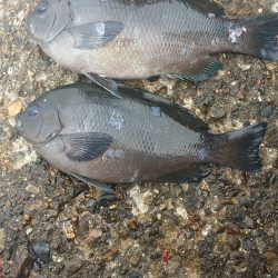 昼前からちょっと