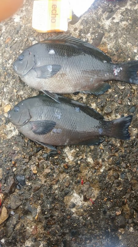 昼前からちょっと