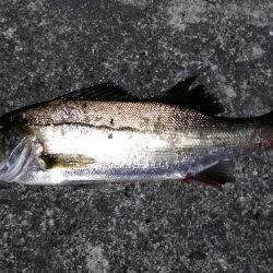 近場でシーバス狙い！