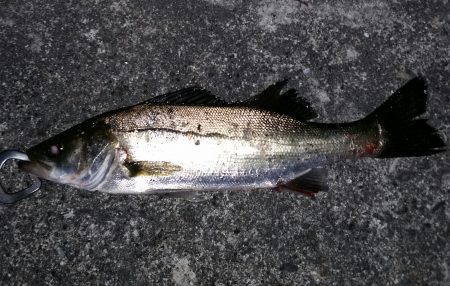 近場でシーバス狙い！