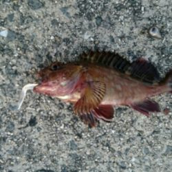 武庫一でガシラ！