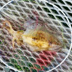 須磨海釣り公園にて!