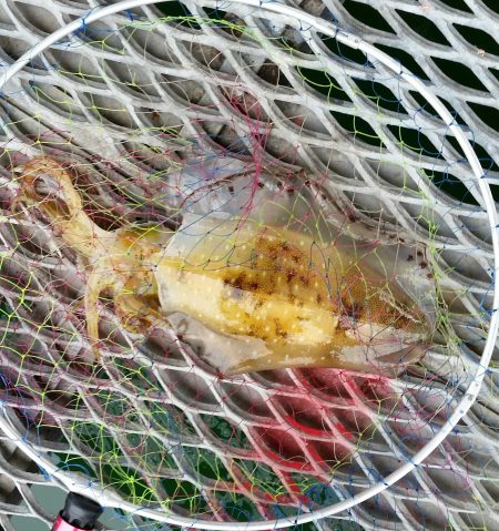 須磨海釣り公園にて!