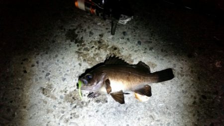 アジを探して…