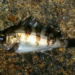 またメバリング