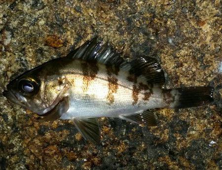 またメバリング