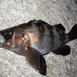 江井ヶ島メバリング