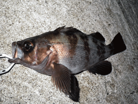 江井ヶ島メバリング