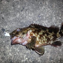 プラグ系縛り(^^)d