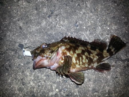 プラグ系縛り(^^)d