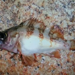 泉南メバリング