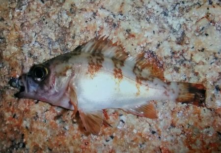 泉南メバリング