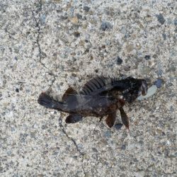 結構楽しいサバゲー