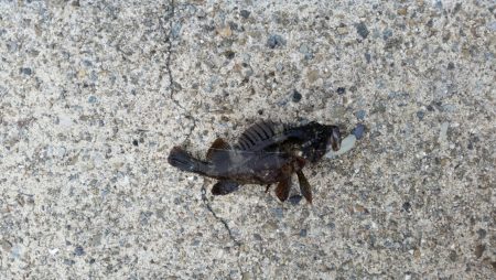 結構楽しいサバゲー