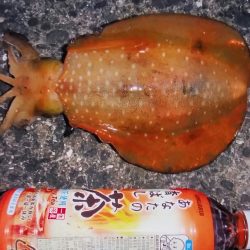 短時間エギング