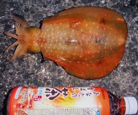 短時間エギング