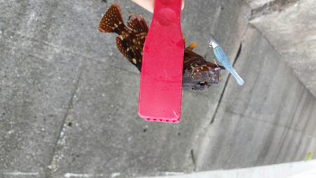 小さいけど楽しいです！！