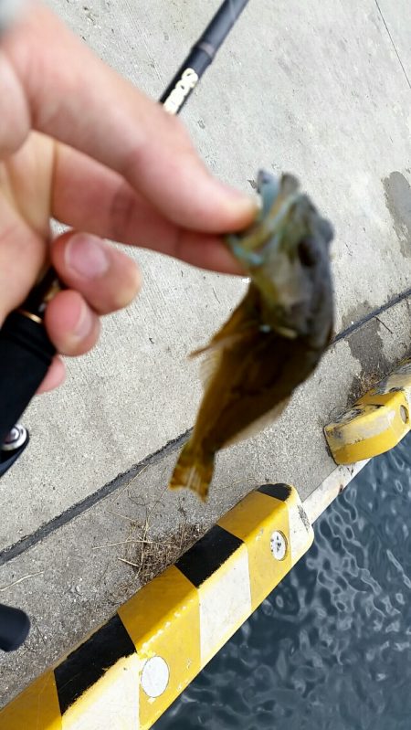 よく引きますね〜！