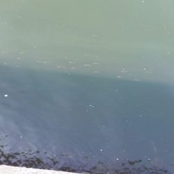 まだアジは釣れないのかー！