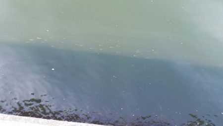 まだアジは釣れないのかー！