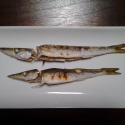 メタルマルでカマス釣り