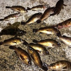 メバルはまだいける？