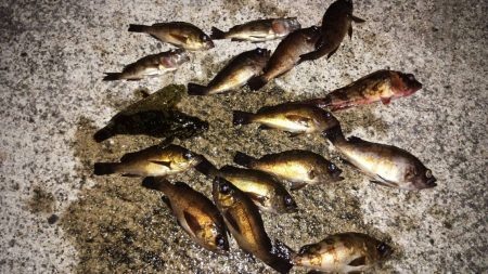 メバルはまだいける？