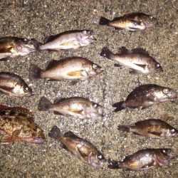 雨の中での短時間　メバリング