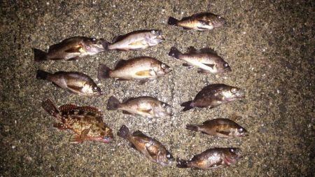 雨の中での短時間　メバリング