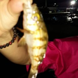 ちょこちょこ釣れるも納得できず