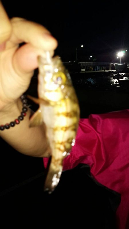 ちょこちょこ釣れるも納得できず