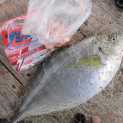 田尻の海上釣堀で真鯛、青物三昧