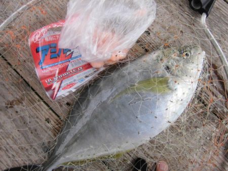 田尻の海上釣堀で真鯛、青物三昧