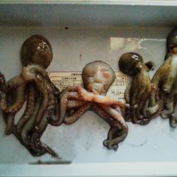 泉大津周辺タコランガン