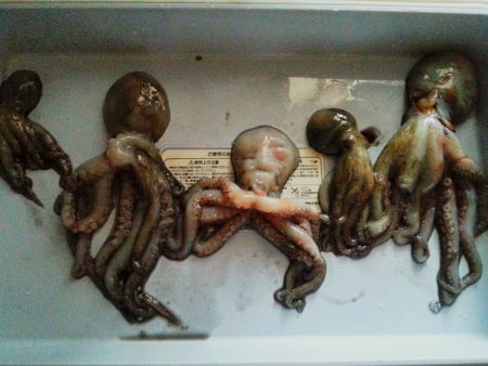 泉大津周辺タコランガン