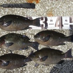 岸和田一文字　グレ好調☆彡