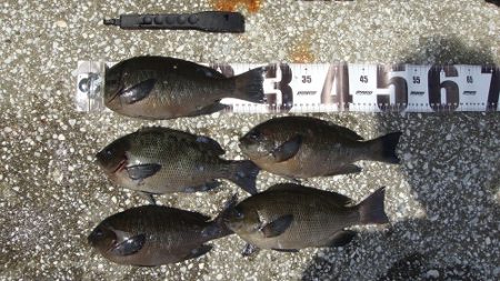 岸和田一文字　グレ好調☆彡