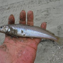 由良浜でライトタックルでチョイ投げ
