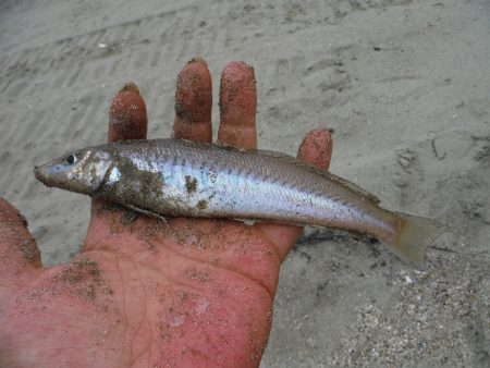 由良浜でライトタックルでチョイ投げ