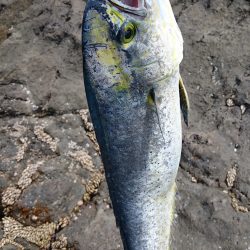 ルアーでシイラ