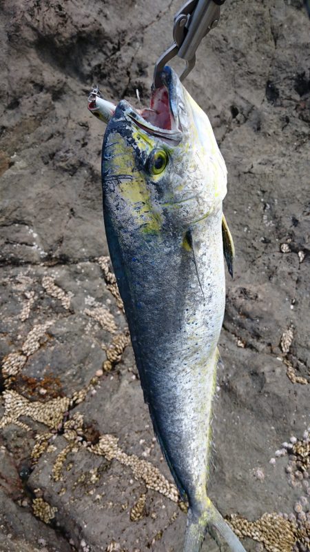 ルアーでシイラ