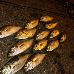 アコウ狙いからのアジング