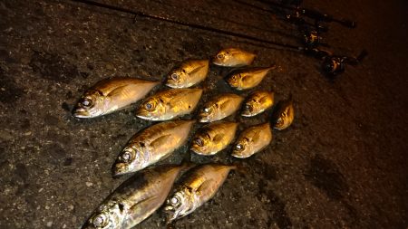 アコウ狙いからのアジング