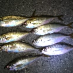 短時間アジング！