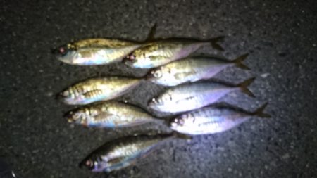 短時間アジング！